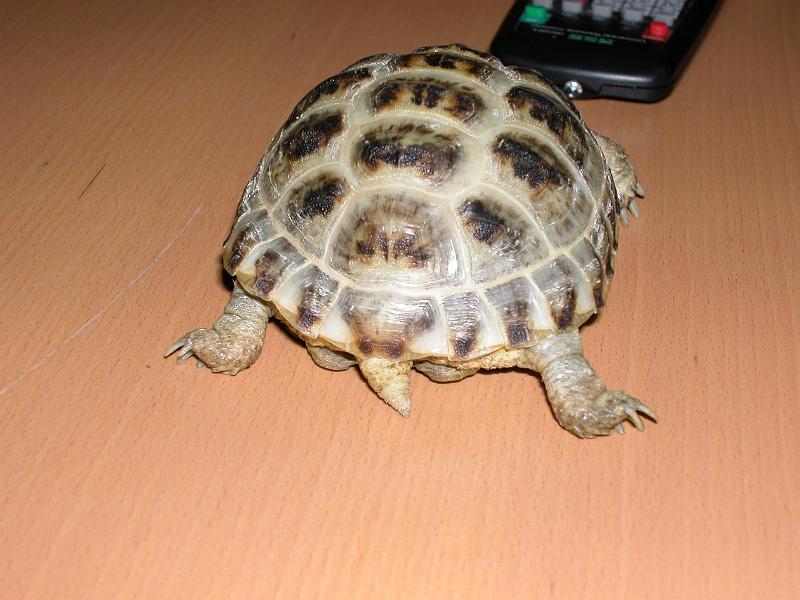 DSCN0579.JPG