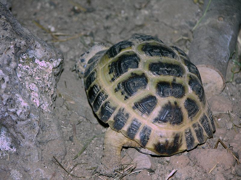 DSCN0733.JPG