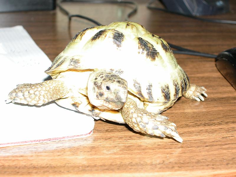 DSCN0774.JPG