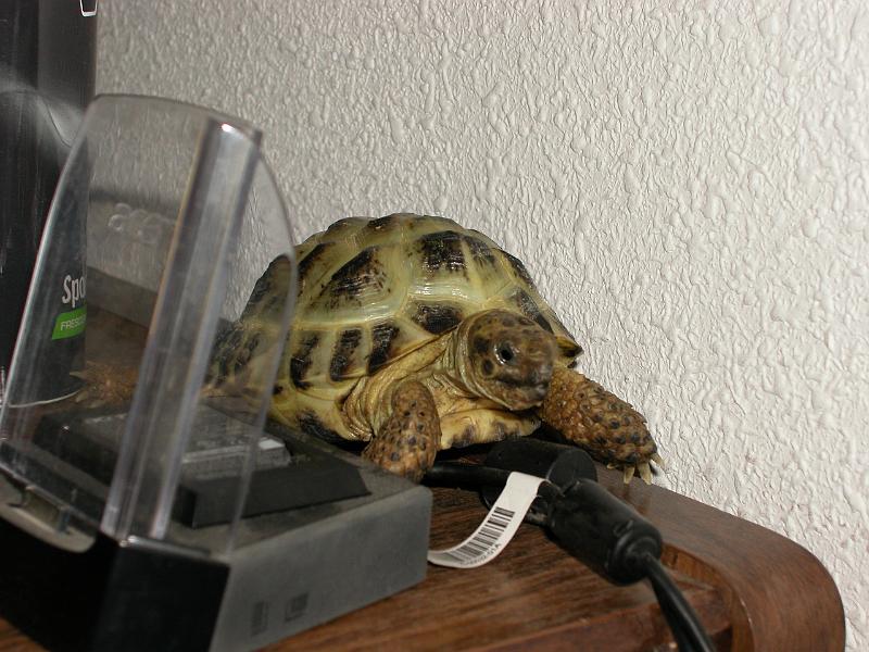 DSCN0780.JPG