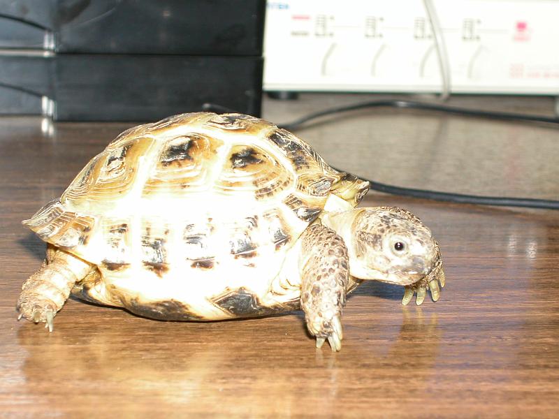 DSCN0804.JPG