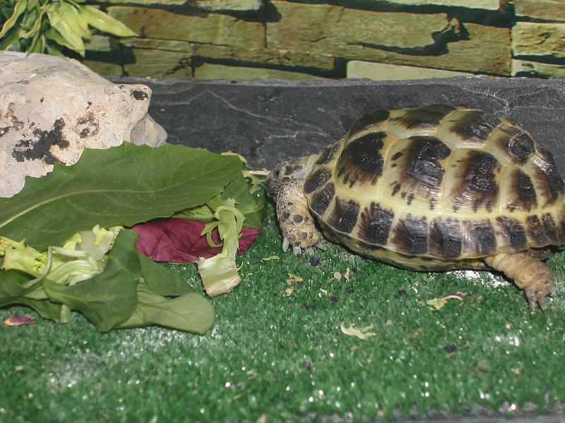DSCN0871.JPG