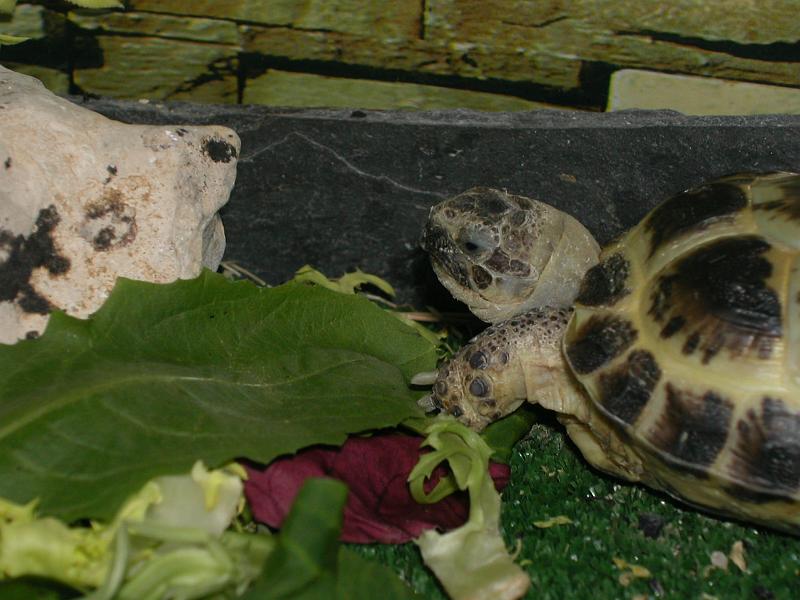 DSCN0872.JPG