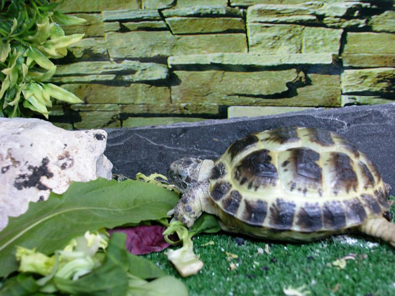 DSCN0878.JPG
