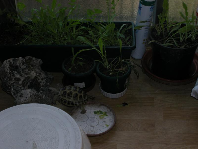 DSCN1533.JPG