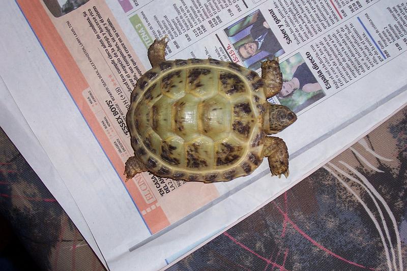 TORTUGAS_001.JPG