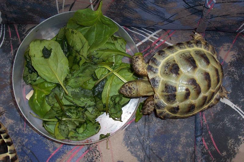 TORTUGAS_002.JPG