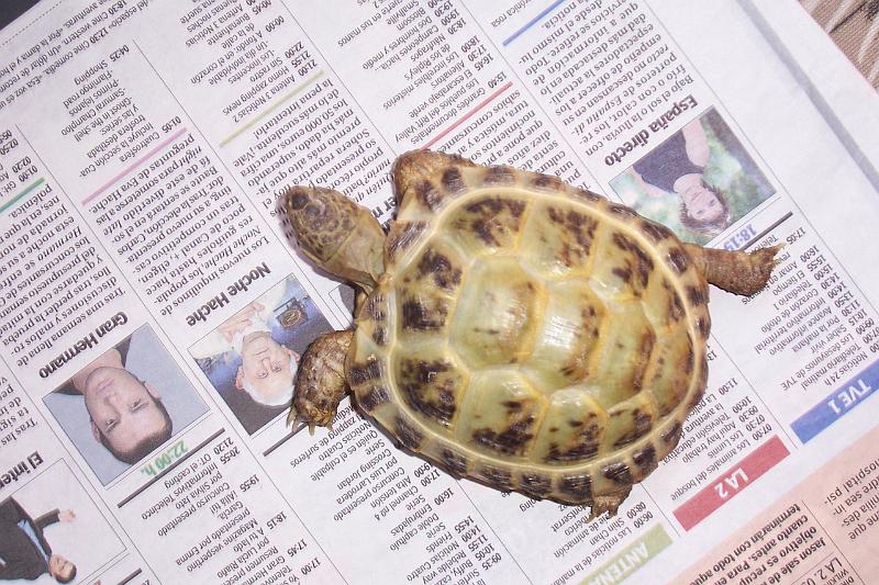 TORTUGAS_003.JPG