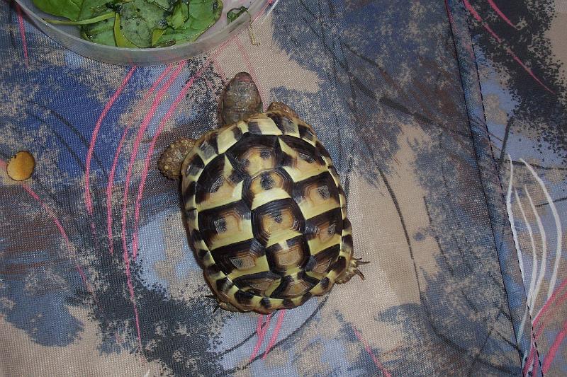 TORTUGAS_004.JPG