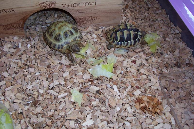 TORTUGAS_005.JPG