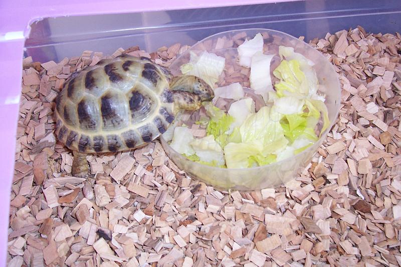 TORTUGAS_006.JPG