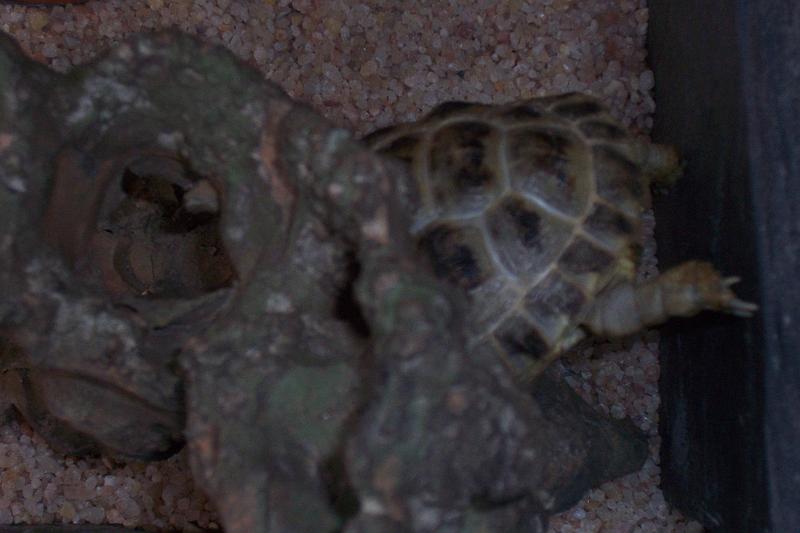 TORTUGAS_009.JPG