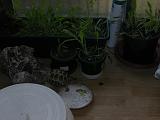 DSCN1533