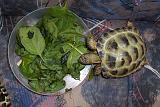 TORTUGAS_002
