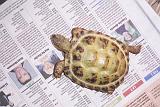 TORTUGAS_003