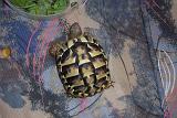 TORTUGAS_004