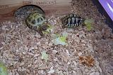 TORTUGAS_005