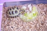 TORTUGAS_006
