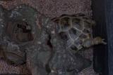 TORTUGAS_009
