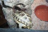 TORTUGAS_010